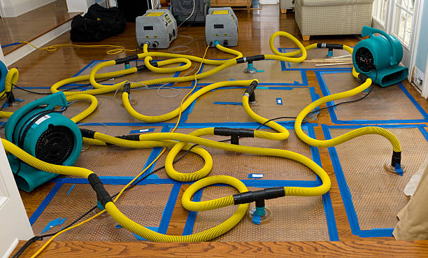 Professional Structural Drying And Dehumidification technician working in Larchwood, IA